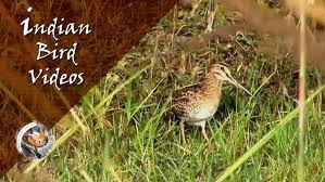 Attēlu rezultāti vaicājumam “Gallinago gallinago nest”