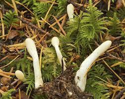 Attēlu rezultāti vaicājumam “Podostroma leucopus”