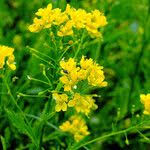 Attēlu rezultāti vaicājumam “Rorippa amphibia leaf”