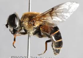 Attēlu rezultāti vaicājumam “Eristalis sp.”