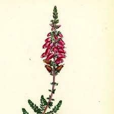 Attēlu rezultāti vaicājumam “Nardus stricta flower”