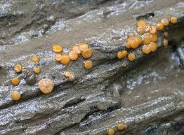 Attēlu rezultāti vaicājumam “Miladina lecithina”