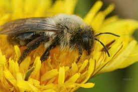 Attēlu rezultāti vaicājumam “Andrena vaga”