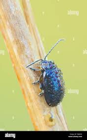 Attēlu rezultāti vaicājumam “Altica sp.”