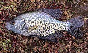 Image result for Pomoxis nigromaculatus