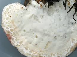 Attēlu rezultāti vaicājumam “Postia guttulata”