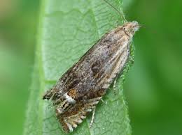 Attēlu rezultāti vaicājumam “Eucosma aspidiscana”