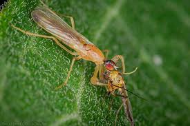 Attēlu rezultāti vaicājumam “Rabdophaga degeeri”