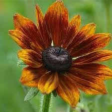 Attēlu rezultāti vaicājumam “Rudbeckia hirta var. pulcherrima flower”