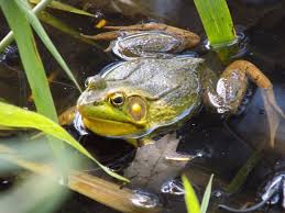 Image result for Bath Amphibians