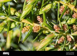 Attēlu rezultāti vaicājumam “Juniperus communis female flower”