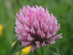 Attēlu rezultāti vaicājumam “Trifolium pratense flower”