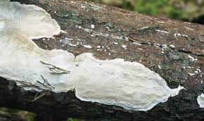 Attēlu rezultāti vaicājumam “Laurilia sulcata”