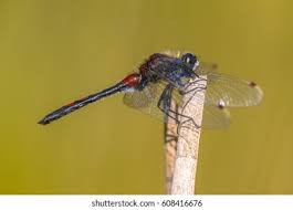Attēlu rezultāti vaicājumam “Leucorrhinia rubicunda”