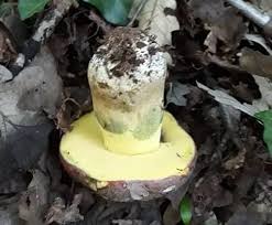 Attēlu rezultāti vaicājumam “Didymium xanthopus spores”