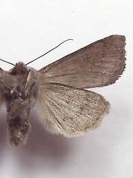 Attēlu rezultāti vaicājumam “Orthosia opima”