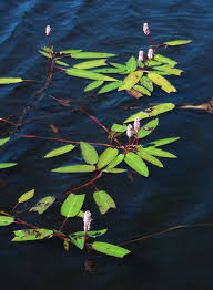 Attēlu rezultāti vaicājumam “Polygonum amphibium”