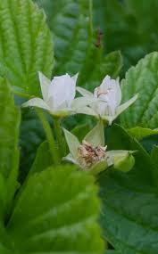 Attēlu rezultāti vaicājumam “Rubus saxatilis flower”