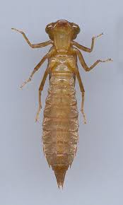 Attēlu rezultāti vaicājumam “Cordulidae”