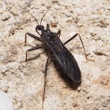 Attēlu rezultāti vaicājumam “Reduvius personatus”