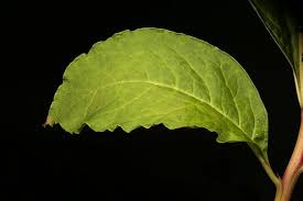 Attēlu rezultāti vaicājumam “Phytolacca acinosa leaf”