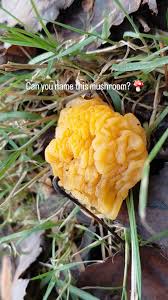 Attēlu rezultāti vaicājumam “Hemitrichia decipiens var. hemitrichoides spores”