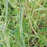 Attēlu rezultāti vaicājumam “Tragopogon pratensis subsp. pratensis leaf”