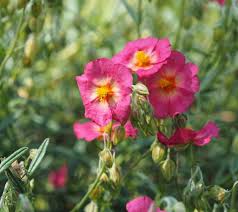 Attēlu rezultāti vaicājumam “Helianthemum x hybridum flower”