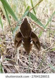 Attēlu rezultāti vaicājumam “Hyles gallii”