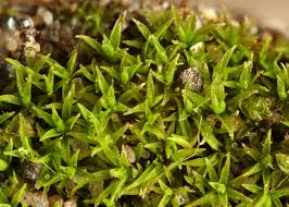 Attēlu rezultāti vaicājumam “Didymodon tophaceus”