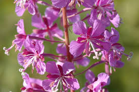Attēlu rezultāti vaicājumam “Epilobium angustifolium flower”