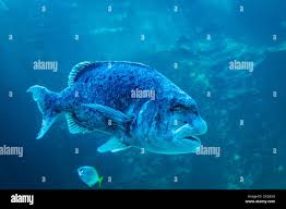 Image result for Cymatoceps nasutus