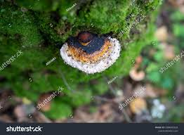 Attēlu rezultāti vaicājumam “Fomitopsis rosea”