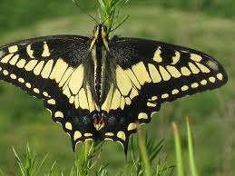 Attēlu rezultāti vaicājumam “Papilio machaon”
