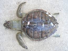 Image result for Lepidochelys kempii