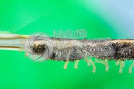 Attēlu rezultāti vaicājumam “Culex pipiens larva”