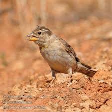 Image result for Petronia petronia