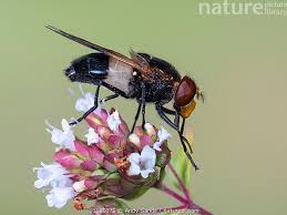 Attēlu rezultāti vaicājumam “Volucella pellucens”