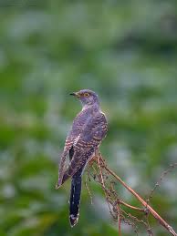 Attēlu rezultāti vaicājumam “Cuculus canorus juvenile”