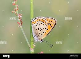 Attēlu rezultāti vaicājumam “Lycaena tityrus female”