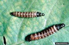 Attēlu rezultāti vaicājumam “Proutia betulina larva”