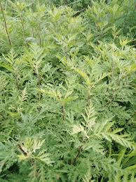 Image result for Artemisia gmelinii