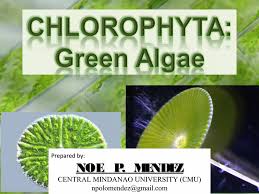 Attēlu rezultāti vaicājumam “Chlorophyta”