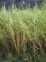 Attēlu rezultāti vaicājumam “Phragmites communis fruit”