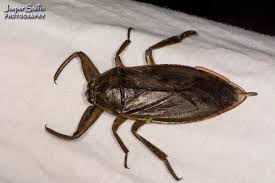 Attēlu rezultāti vaicājumam “Heteroptera”