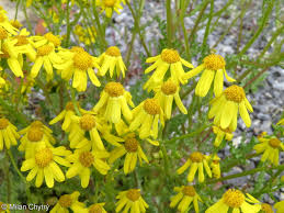 Attēlu rezultāti vaicājumam “Senecio vernalis leaf”