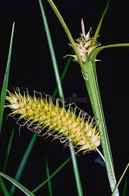 Attēlu rezultāti vaicājumam “Carex vesicaria”