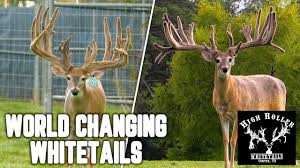 Image result for Big Bucks High Rollers