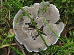 Attēlu rezultāti vaicājumam “Phellodon niger”