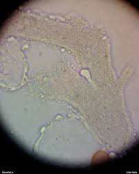 Attēlu rezultāti vaicājumam “Badhamiopsis scripta”